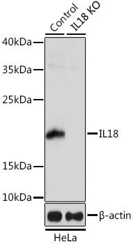 IL18 Rabbit Polyclonal Antibody