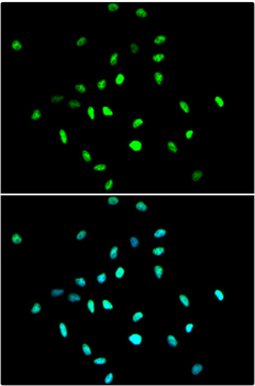 HDAC1 Rabbit Polyclonal Antibody