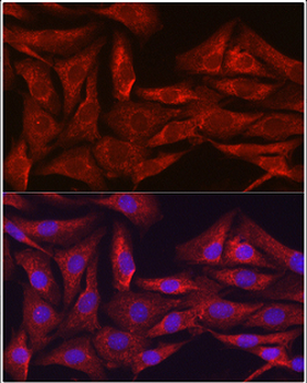 SIRT3 Rabbit Polyclonal Antibody