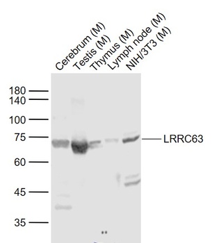 LRRC63 antibody