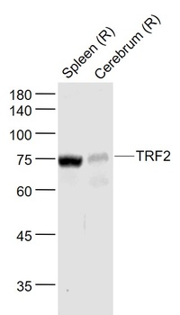 TRF2 antibody