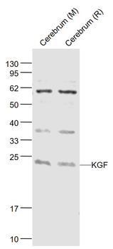 KGF Rabbit Polyclonal Antibody