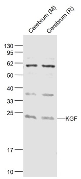 KGF antibody