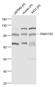 FAM115C Rabbit Polyclonal Antibody