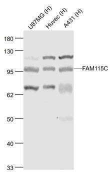 FAM115C antibody