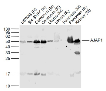 AJAP1 Rabbit Polyclonal Antibody