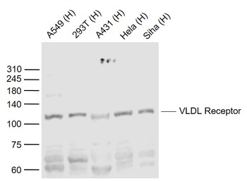 VLDL Receptor antibody