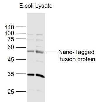 Nano-Tag (15) antibody