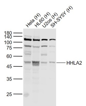 HHLA2 antibody