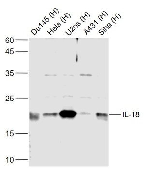 IL-18 antibody