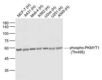 PKMYT1 (phospho-Thr495) antibody