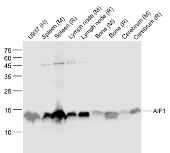 AIF1 (9A3) antibody