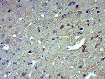 WNT4 Rabbit Polyclonal Antibody