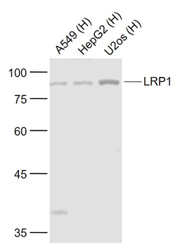LRP1 Rabbit Polyclonal Antibody