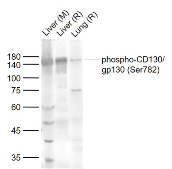 Phospho-CD130/gp130 (Ser782) Rabbit Polyclonal Antibody