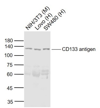 CD133 Antigen antibody