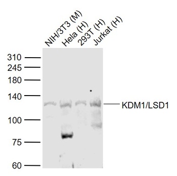 KDM1 antibody