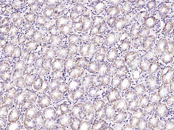 CD46 Recombinant Rabbit Monoclonal Antibody