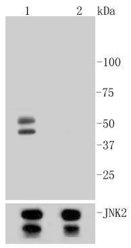 Phospho-JNK1/2/3 (T183+T183+T221) Recombinant Rabbit Monoclonal Antibody