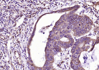 SLC15A1 Rabbit Polyclonal Antibody