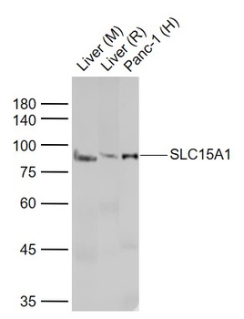SLC15A1 antibody