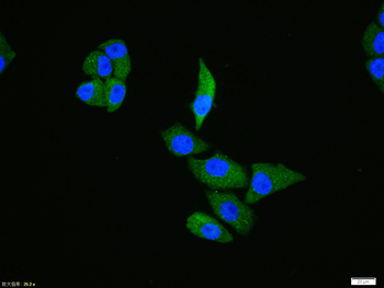 Phospho-TAK1 (Ser192) Rabbit Polyclonal Antibody