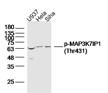 Phospho-MAP3K7IP1 (Thr431) Rabbit Polyclonal Antibody
