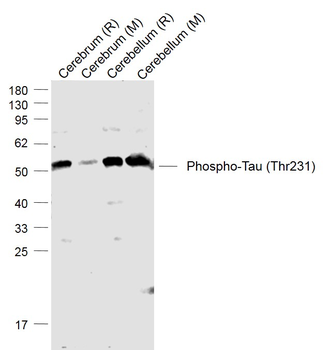 Phospho-Tau (Thr231) Rabbit Polyclonal Antibody