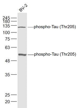 Phospho-Tau (Thr205) Rabbit Polyclonal Antibody