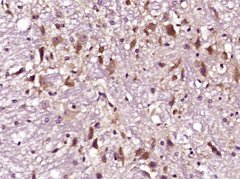 Phospho-Tau (Ser356) Rabbit Polyclonal Antibody