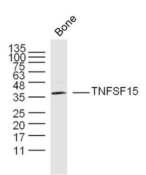 TNFSF15 Rabbit Polyclonal Antibody