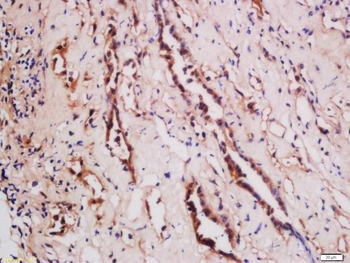 TNFSF15 Rabbit Polyclonal Antibody