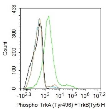 Phospho-TrkA (Tyr496) +TrkB (Tyr516) Rabbit Polyclonal Antibody