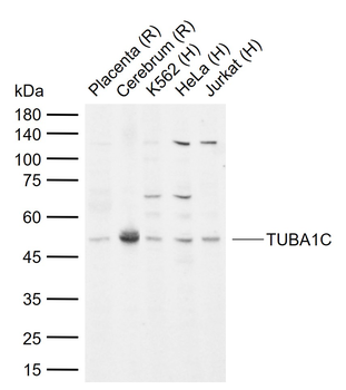 TUBA1C Rabbit Polyclonal Antibody