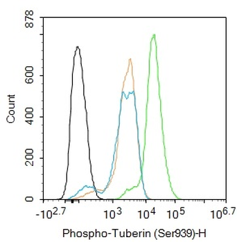 Phospho-Tuberin (Ser939) Rabbit Polyclonal Antibody