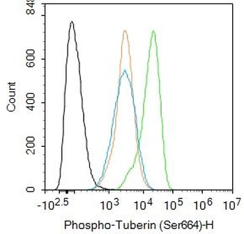 Tuberin (phospho-Ser664) antibody
