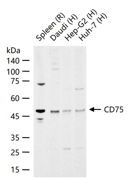 CD75 Rabbit Polyclonal Antibody