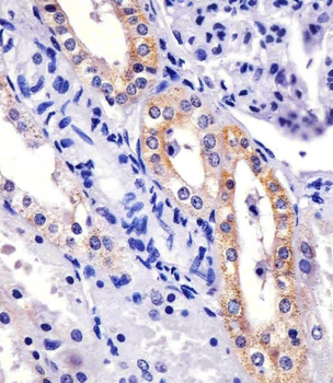XIAP Mouse Monoclonal Antibody