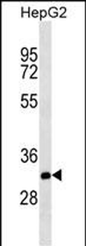 THAP11 Mouse Monoclonal Antibody