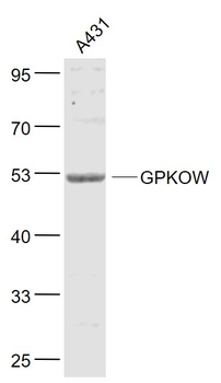 GPKOW Rabbit Polyclonal Antibody