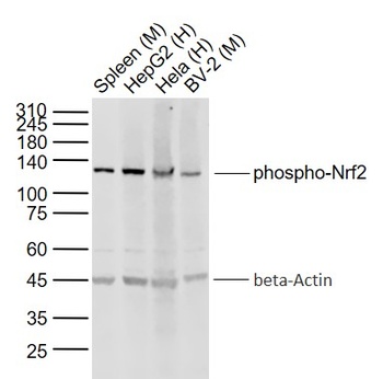 Nrf2 (phospho-Ser40) antibody