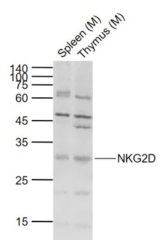 NKG2D antibody
