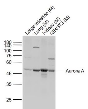 Aurora A antibody