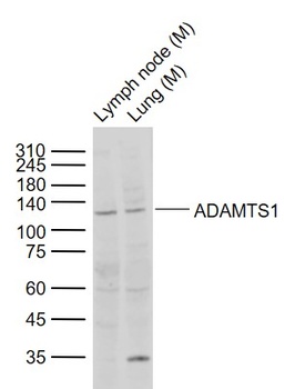 ADAMTS1 antibody