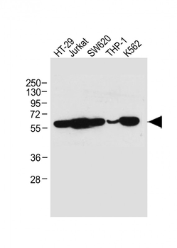 RIPK3 Mouse Monoclonal Antibody
