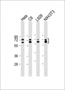 Lamin A/C Mouse Monoclonal Antibody