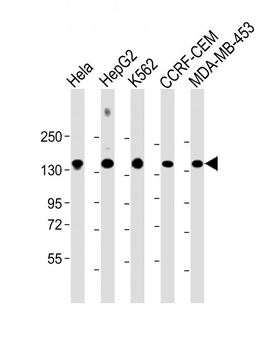 C3 Mouse Monoclonal Antibody