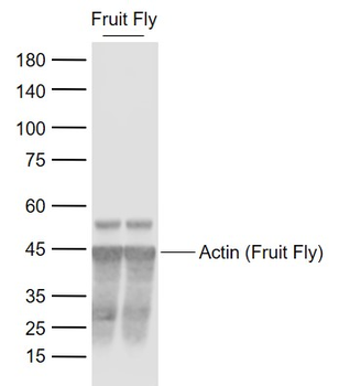 Actin (Fruit Fly) Mouse Monoclonal Antibody (Loading Control)