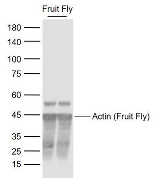 Actin (Fruit Fly, Loading Control) antibody