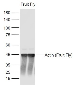 Beta Actin (Fruit Fly, Loading Control) antibody